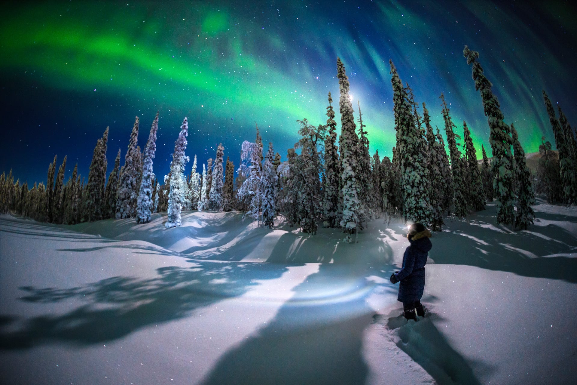 Capturing the Majestic Beauty of Lapland’s Forests