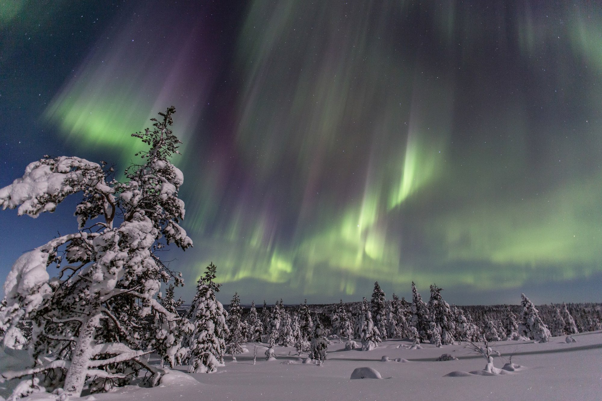 The Unique Flavors of Lapland: A Culinary Adventure